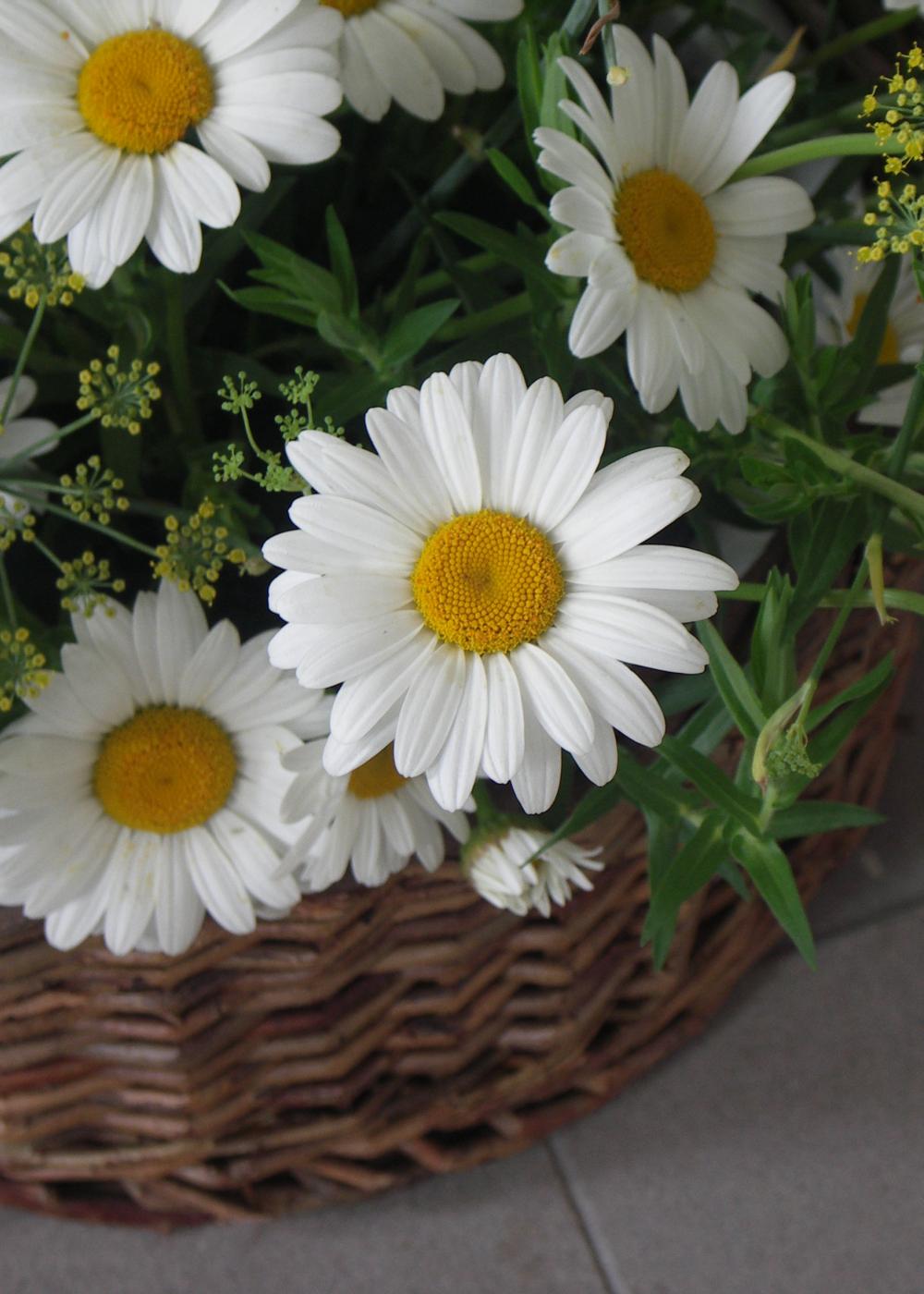 Frauengruppe_Blumenkorb
